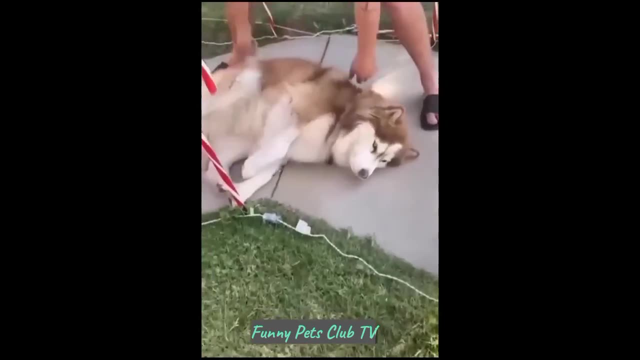 Funny Animal Videos 🤣 Funniest Cats and Dogs Videos 2024 😹🐶