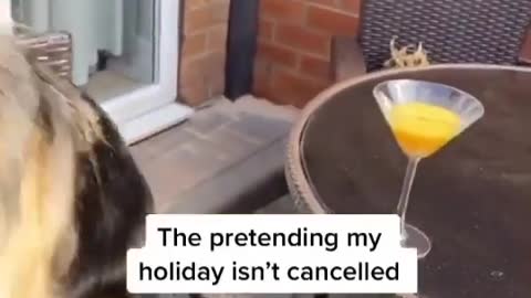 Very Rich Dog!