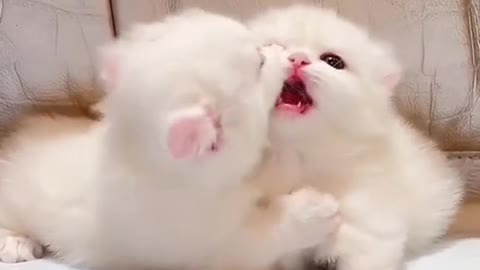 OMG So Cute Cats ♥ Best Funny Cat ❤️🐈Videos 2021 #shorts