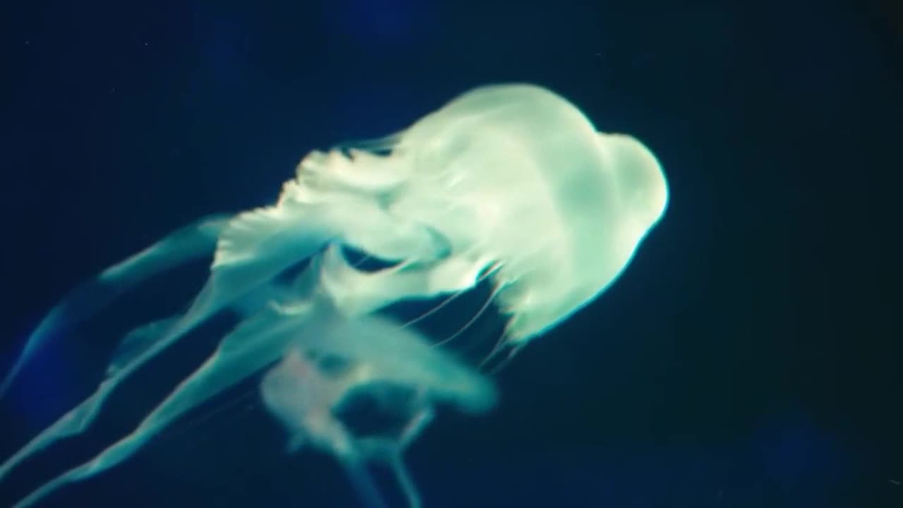 Jelly fish you never seen!