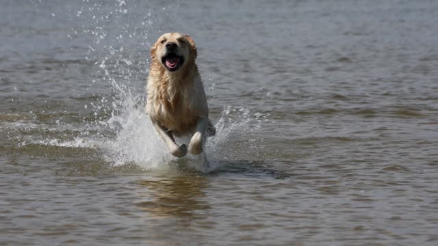 golden retriever in the sea