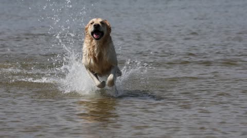 golden retriever in the sea