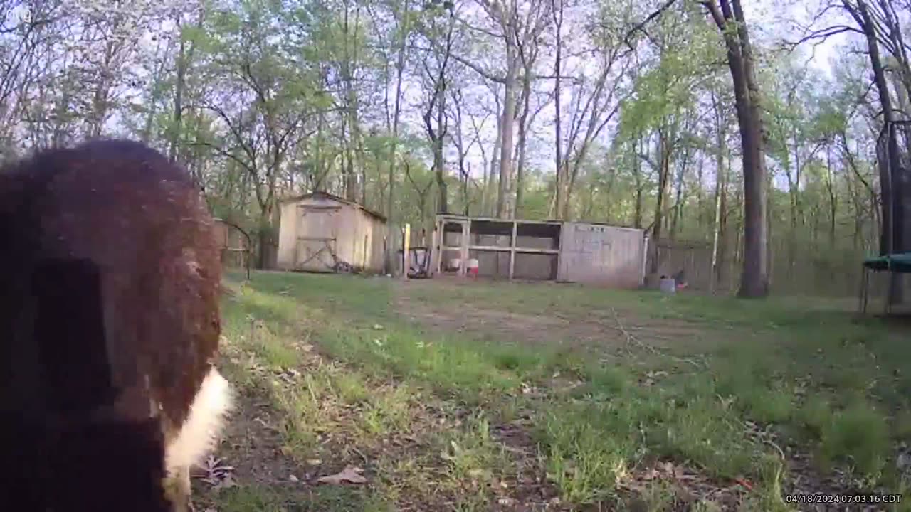 Goats 04/18/24