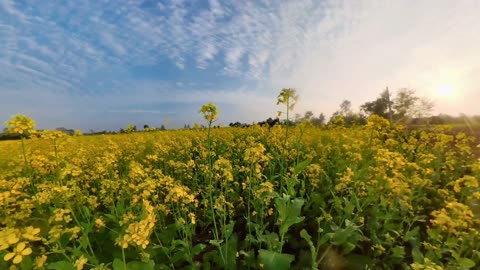 Best Nature Videography