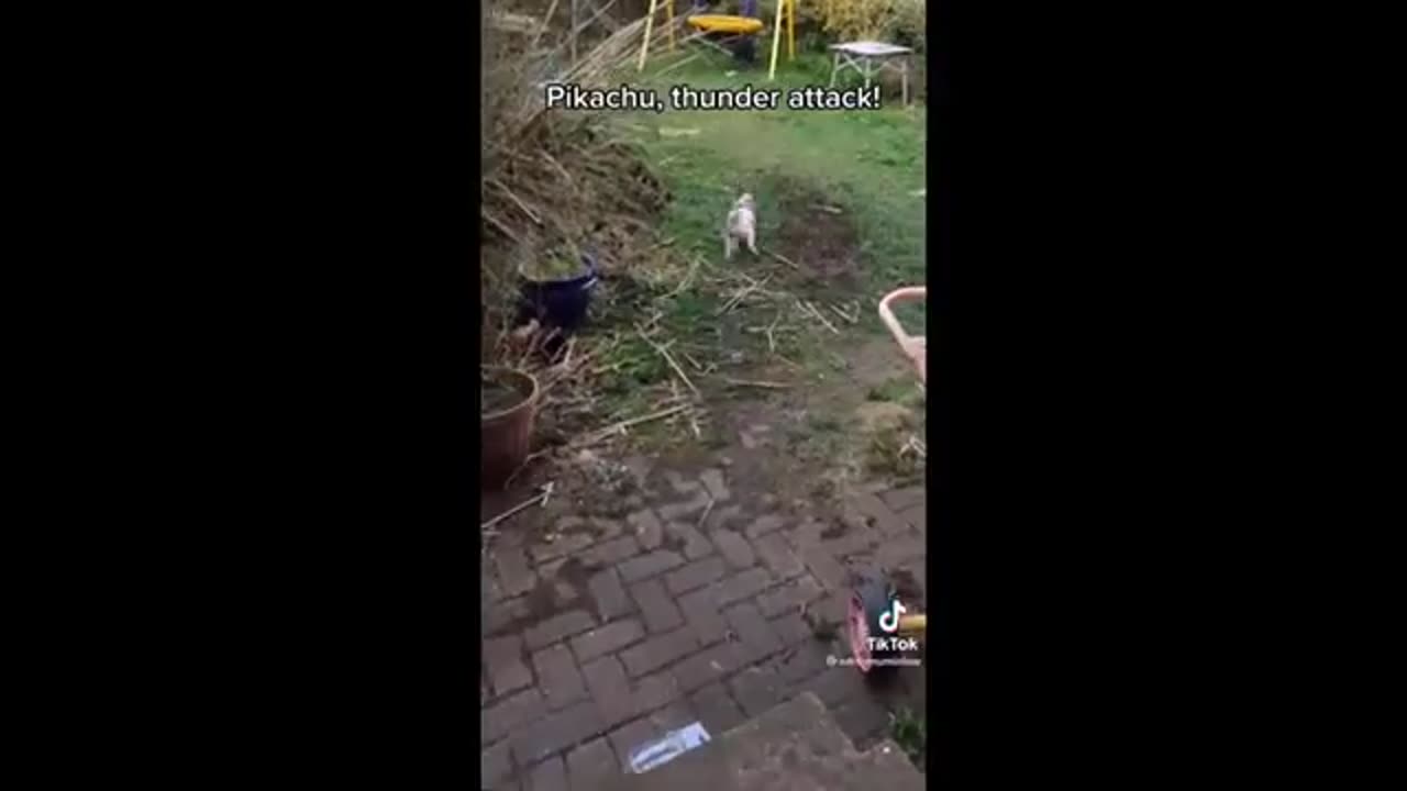 Funny dog and cat 😺 video
