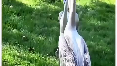 What kind of bird can eat pigeons