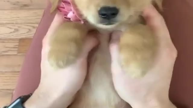 Cute and Funny Puppies