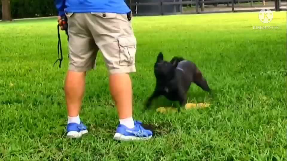 Touchpad trening video||Everyone needs this dog training video