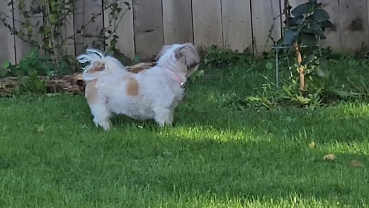 Rosie's Outside Adventure (Featuring Rosie The Shihtzu)