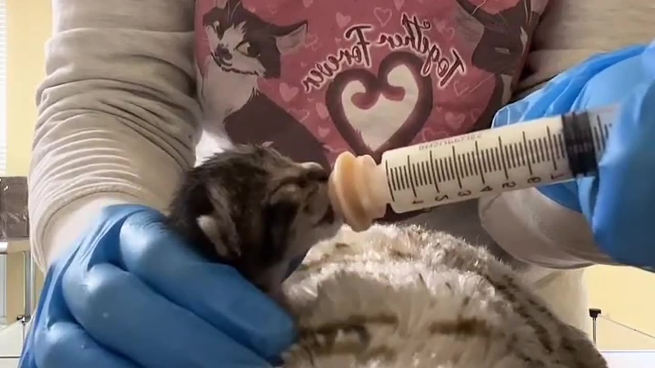 Kitten Rescued 😷😷😷😷😷😷