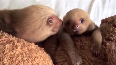 Funny baby sloths