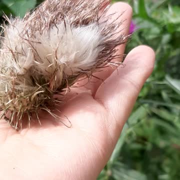 Fuzzy and Spiky! Animal or Plant? Can You Guess What This Is?
