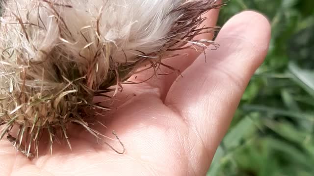 Fuzzy and Spiky! Animal or Plant? Can You Guess What This Is?