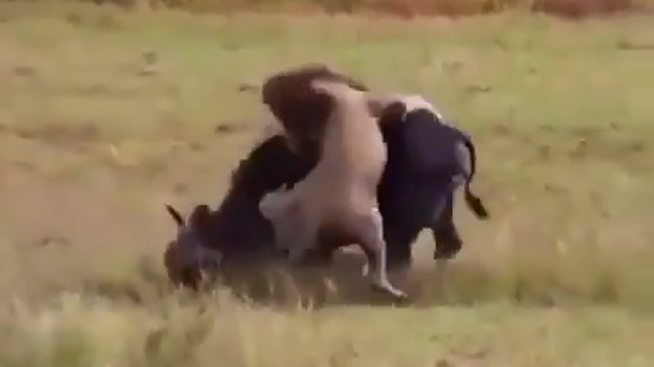 Lions kill a female buffalo..