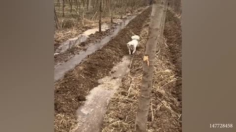 Funniest Videos to make your day