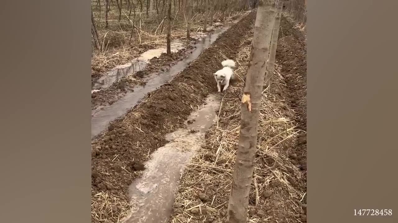 Funniest Videos to make your day