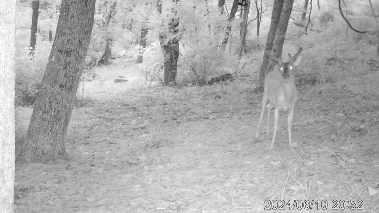 2024 bear, buck, and bobcat.