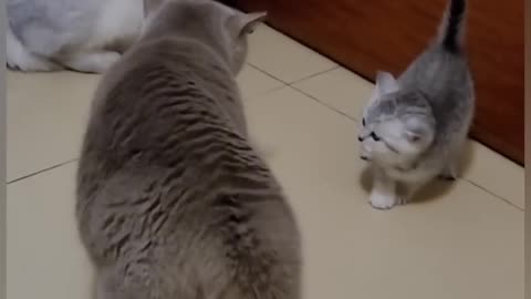 CATS FUNNY FIGHT