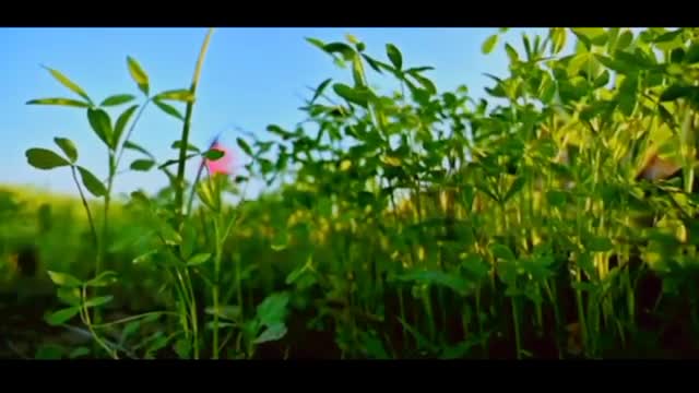 Relaxing Music | Sleeping, Meditation, Stress Relief | [1193] ⭐️