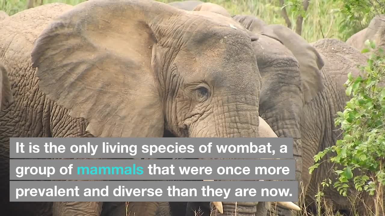 THE RAREST ANIMALS IN THE WORLD THAT WILL AMAZE YOU