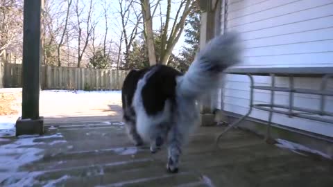 A giant dog with a giant heart Newfoundland Dog