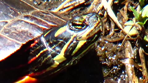 Painted Turtles