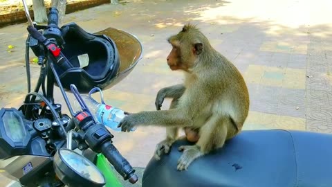 Funny animals 2023 cute cute