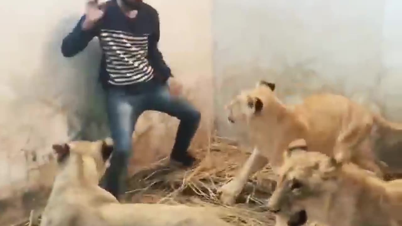 lions playing with my friend 😍😍😍👑🐯😍👑