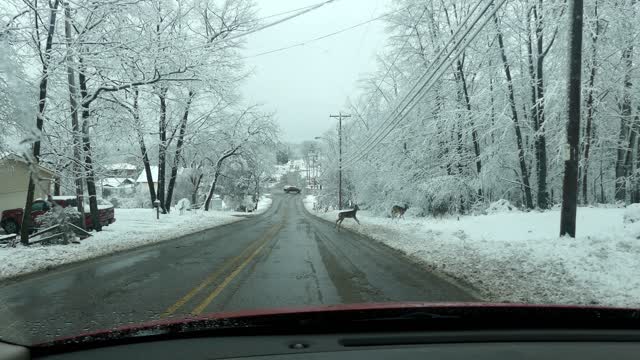 Directing Whitetail Deer Across The Road