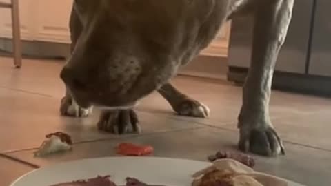 SKYLA THE PIT BULL