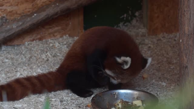 So cute Red Panda 🥰