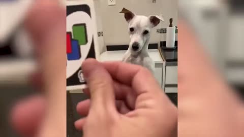 FUNNY ANIMALS VIDEO
