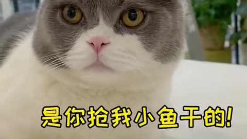 OMG Cute Cats Videos MV184 #catmeow Funny Cats Videos Compilation😹 Try Not To Laugh