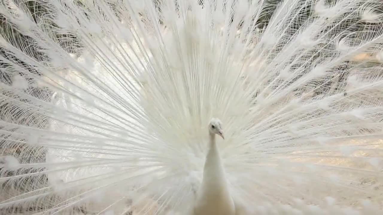 The peacock