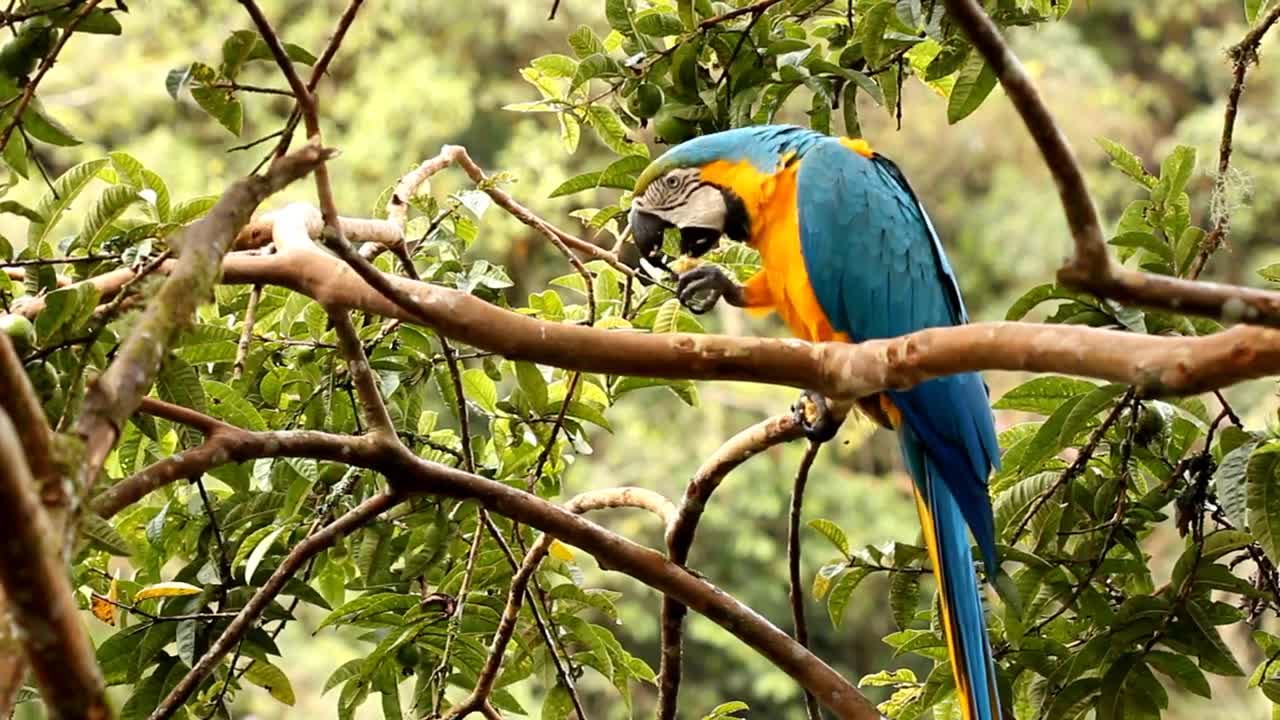 8 Top Blue Parrot to keep as Pets 4K