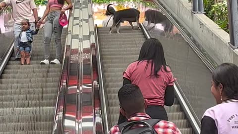 Independent Doggo Chillaxes On Escalator