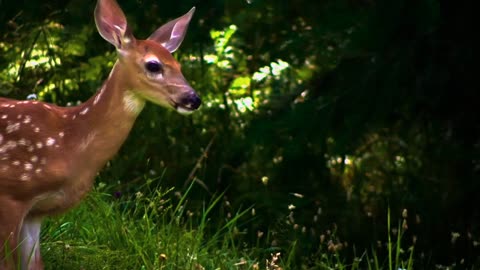 A very beautiful deer video