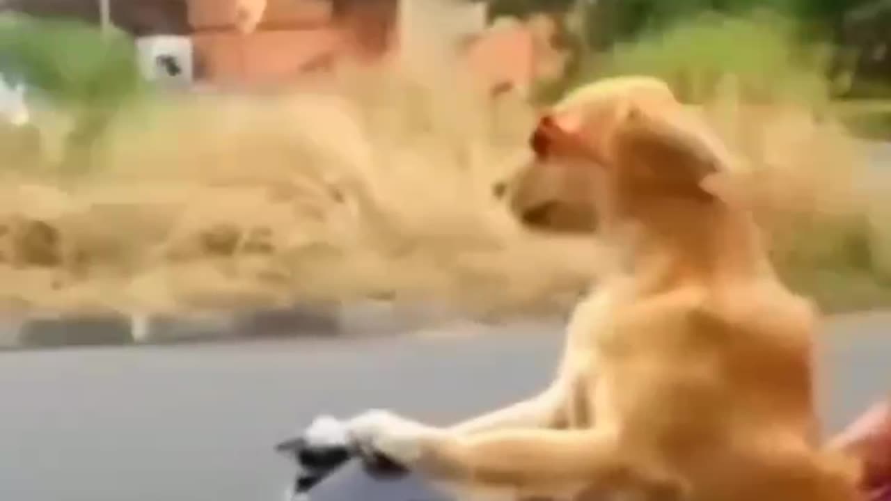 Girls vs dog funny video