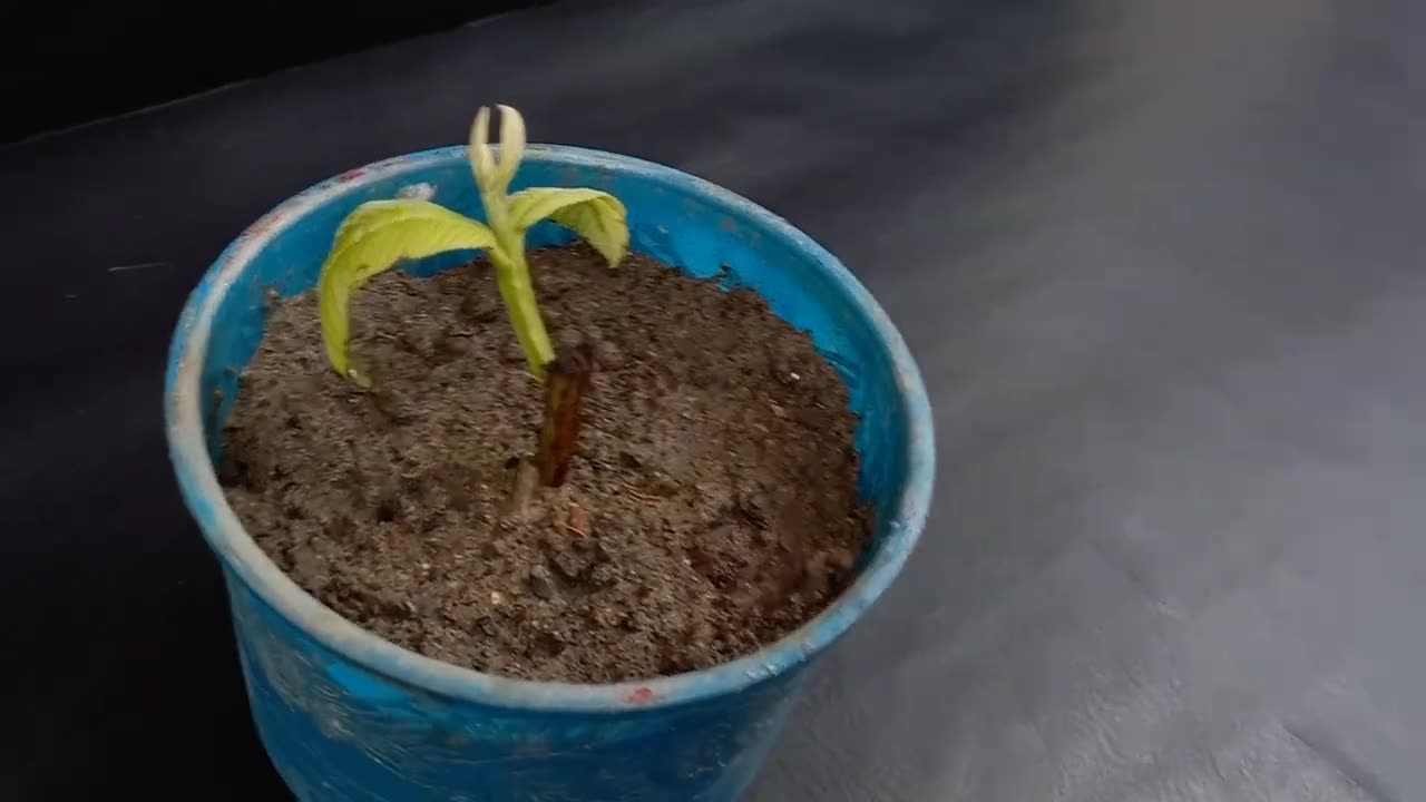 Guava Tree from Guava Branch