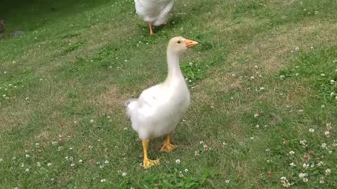 Happiness is a Gosling recognizing you, and running excitedly towards you. His name is Sam btw :)