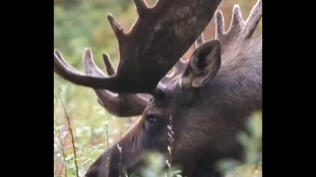 Moose 🦌 The Shocking Size of These Animals