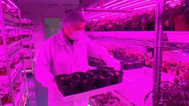 Singapore to use state-of-the-art farming tech to produce more veggies