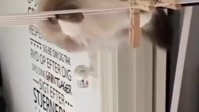 the funny cat video