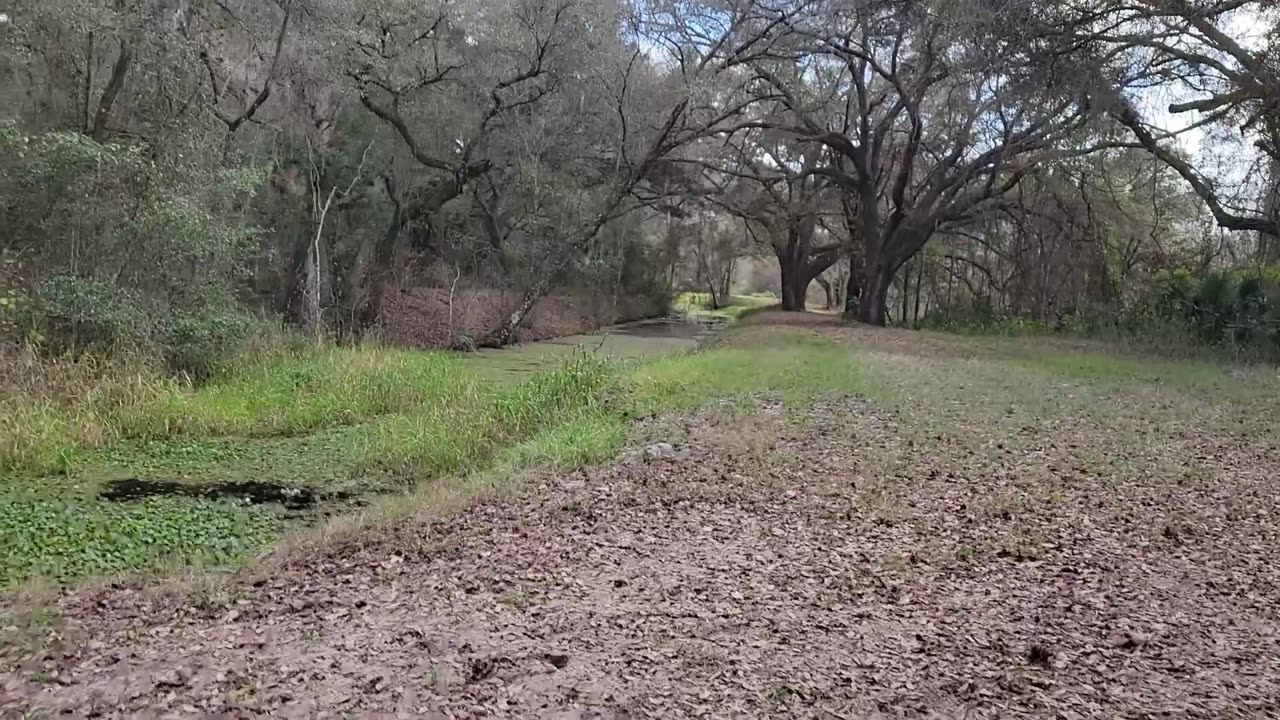 Sunnyhill Restoration Area Search Hike for Crossroads to the Ocklawaha River