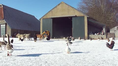 Ganzenparadijs op mooie winterochtend in Dalen