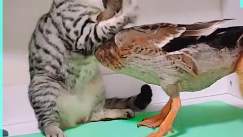 Discord of formidable cats and ducks.