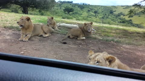 Lion open the car door