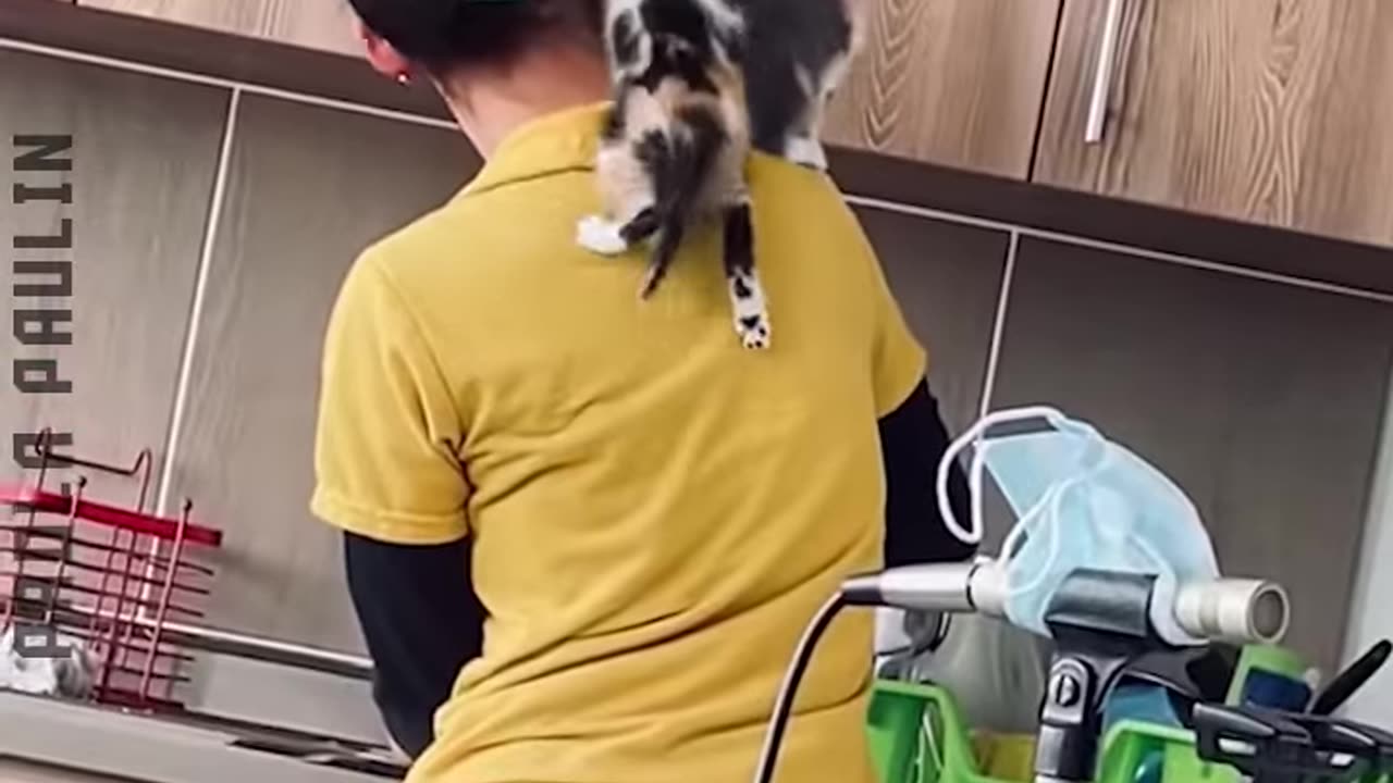 Hilarious Animal Clips