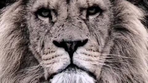 The lion