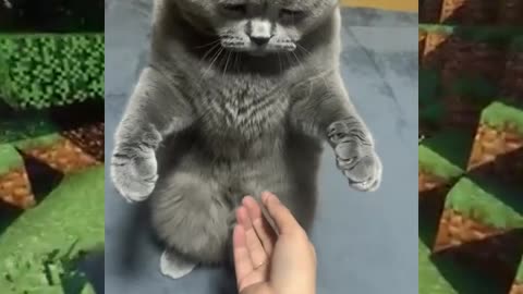 Don't Touch Me Human😂